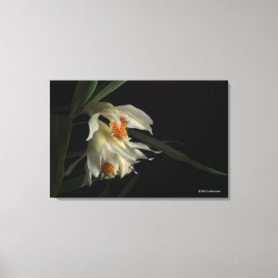 Thunia Marshalliana Canvas Print