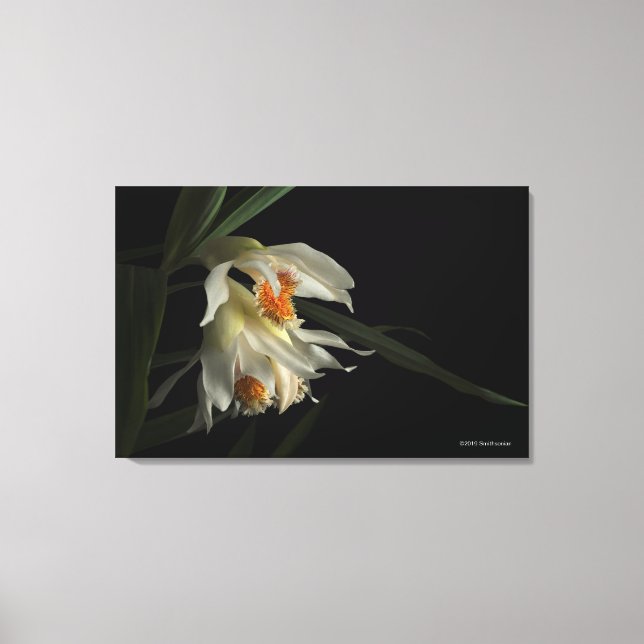 Thunia Marshalliana Canvas Print (Front)