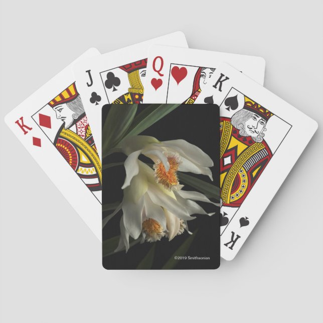 Thunia Marshalliana Playing Cards (Back)