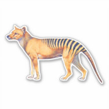 Thylacine (Tasmanian Tiger)