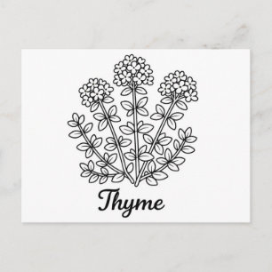 Thyme Herb Black and White Botanical Illustration  Postcard