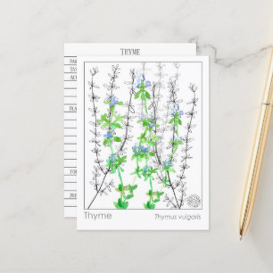 Thyme Herb Materia Medica Cards Herbal Study