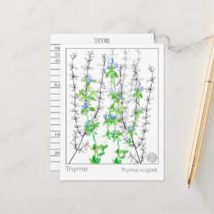 Thyme Herb Materia Medica Cartes Étude des plantes