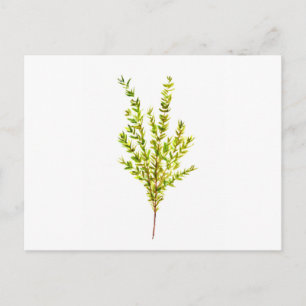 Thyme herbs Botanical herb Postcard