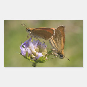 Thymelicus lineola sticker