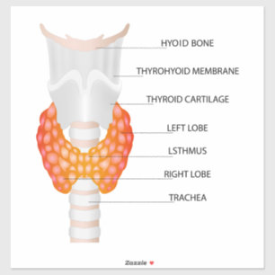 Thyroid gland