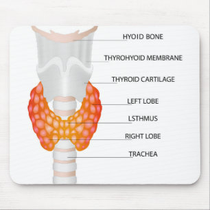 Thyroid gland mouse pad