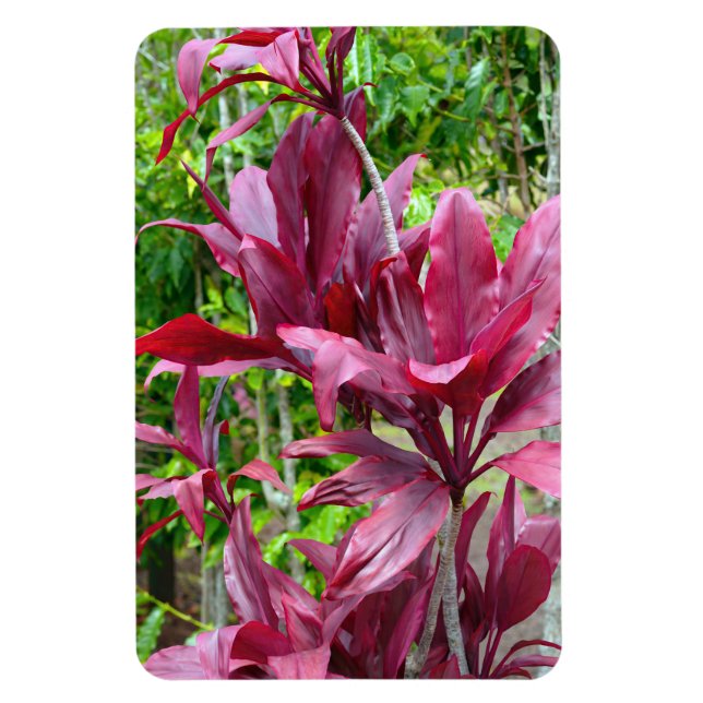Ti Plant Photo Magnet (Vertical)