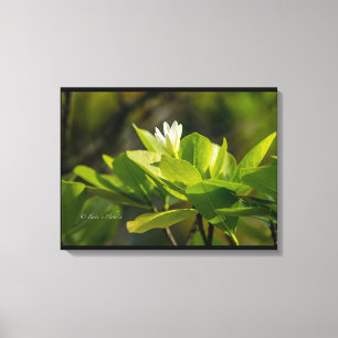 "Tiare Tahiti" photo by Itata'e Hoho'a Canvas Print