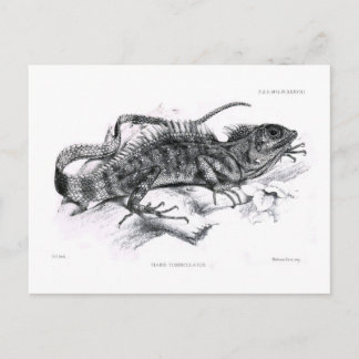 Tiaris tuberculatus postcard