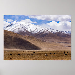 Tibet - Mountain landscape with yaks Poster