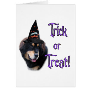 Tibétain Mastiff Trick