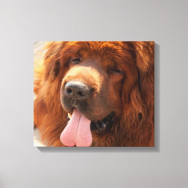 Tibetan Mastiff Canvas Print (Front)
