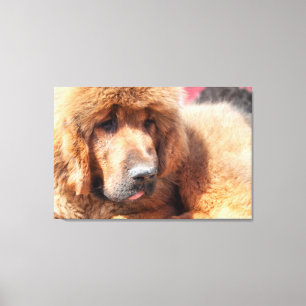 Tibetan Mastiff Canvas Print