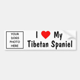 Tibetan Spaniel Bumper Sticker
