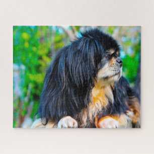 Tibetan Spaniel Dogs Jigsaws. Jigsaw Puzzle