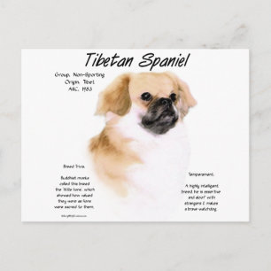Tibetan Spaniel History Design Postcard