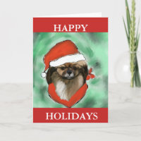 Tibetan Spaniel