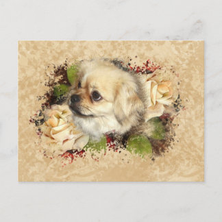 Tibetan Spaniel Postcard
