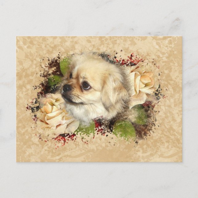 Tibetan Spaniel Postcard (Front)