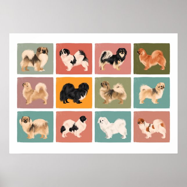 Tibetan Spaniel Poster (12 Different Tibbies!) (Front)