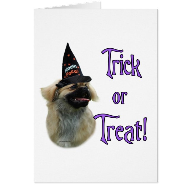 Tibetan Spaniel Trick (Front)