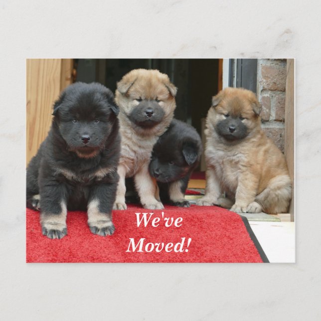 Tibetan Spaniel We've Moved New Address Postcard (Front)