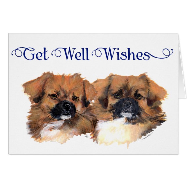 Tibetan Spaniels Head Study (Front Horizontal)