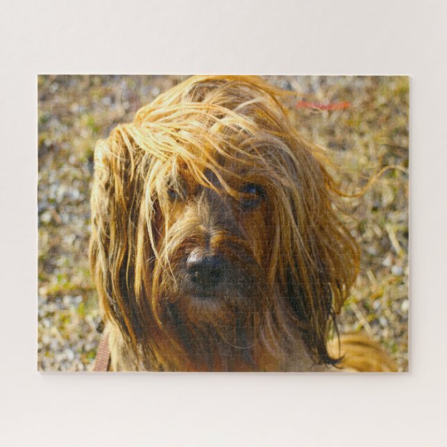 Tibetan Terrier Dog Jigsaws. Jigsaw Puzzle (Horizontal)