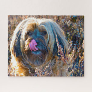 Tibetan Terrier Dog Jigsaws. Jigsaw Puzzle