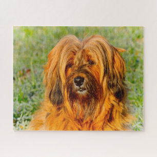 Tibetan Terrier Dog Jigsaws. Jigsaw Puzzle