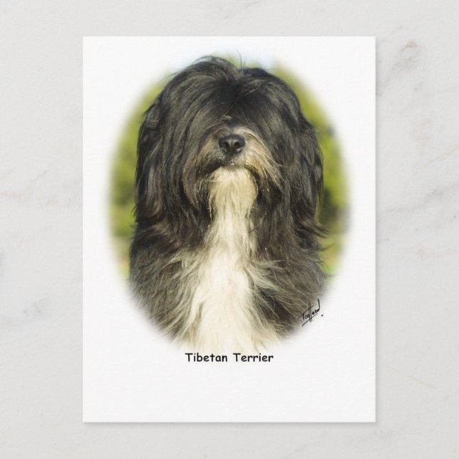 Tibetan Terrier Postcard (Front)