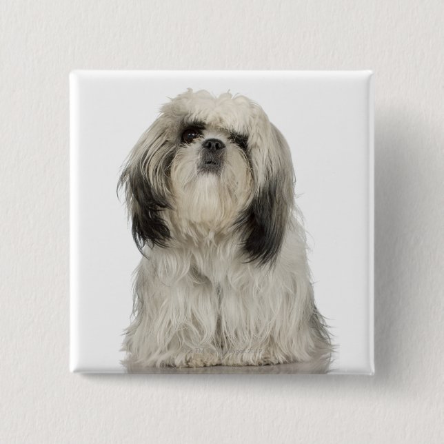 Tibetan Terrier Puppy 2 Inch Square Button (Front)