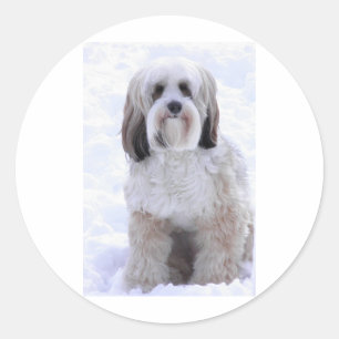 Tibetan Terrier Sable and White Classic Round Sticker