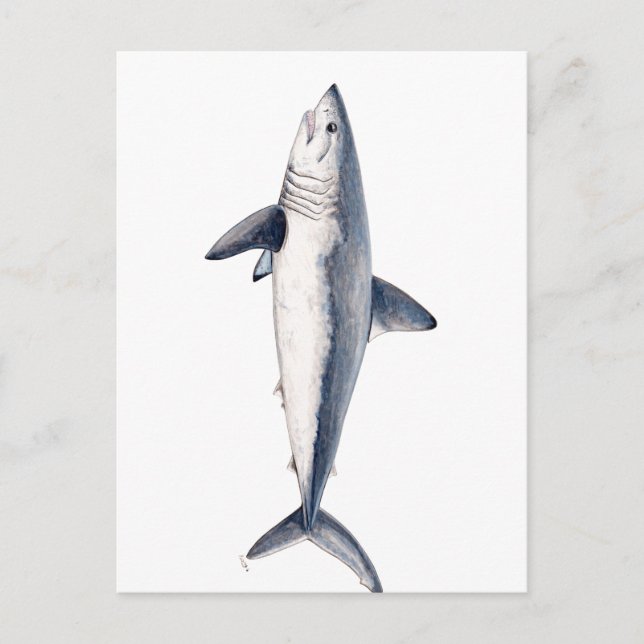 Tiburon cailon postcard (Front)