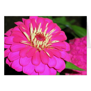 tickled pink