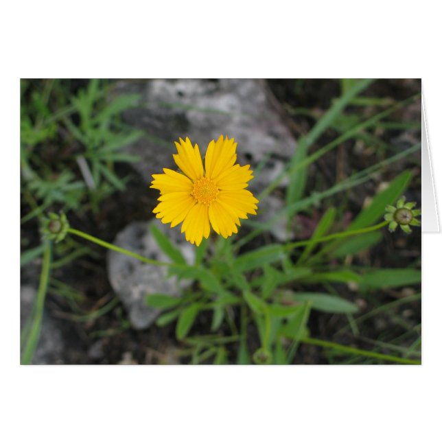 Tickseed Coreopsis (Front Horizontal)