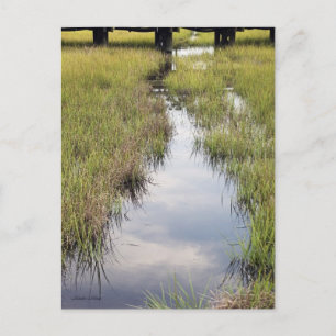 Tidal Creek Postcard