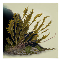 Tidal Fronds