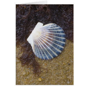 Tidal Pool