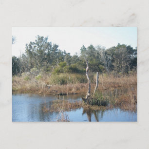 Tidal Wetland Buxton NC OBX Postcard