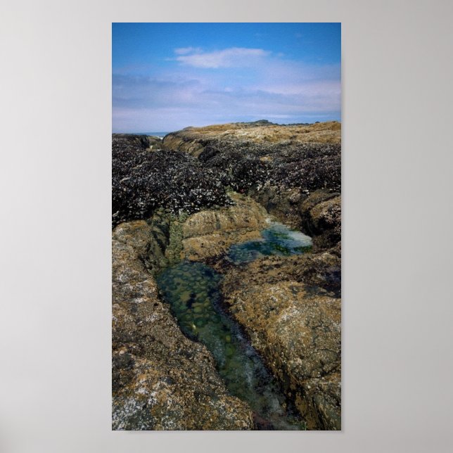 Tide Pools at Bob Creek Poster (Front)