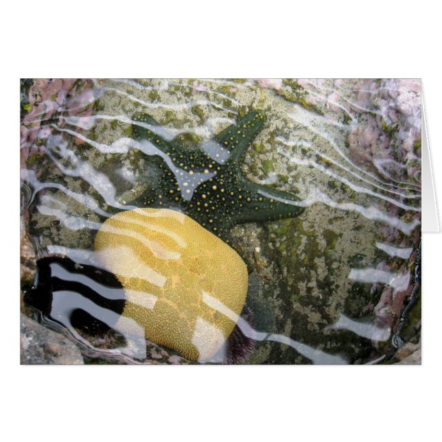 Tidepool (Front Horizontal)