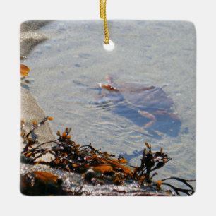 Tidepool at Sand Beach Ceramic Ornament