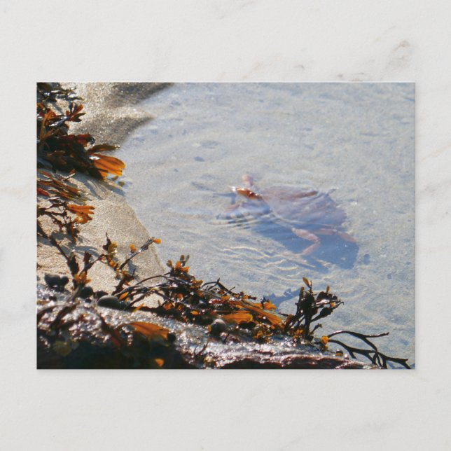Tidepool at Sand Beach Postcard (Front)