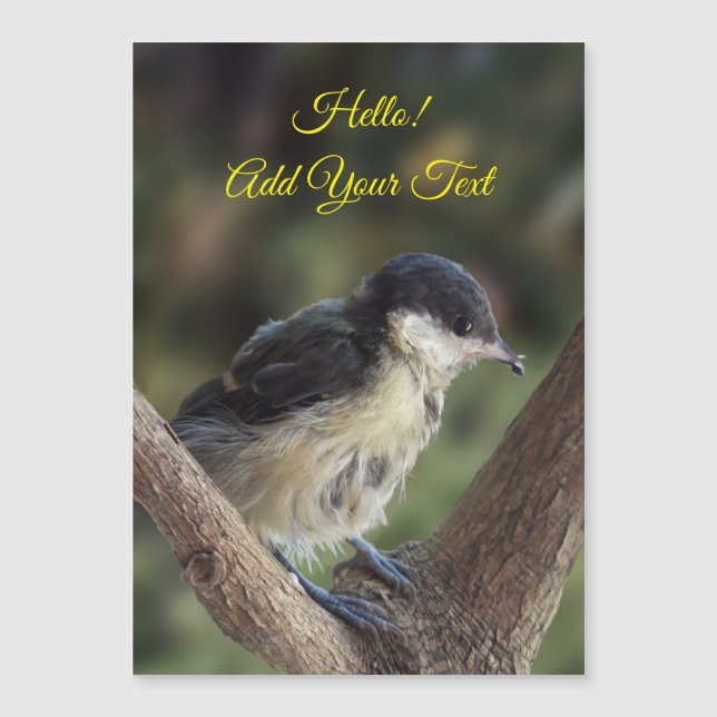 Tidi mon oiseau le Parus carte magnétique majeure (Devant)