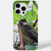 Tidi my Bird the Parus Major