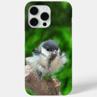 Tidi my Bird the Parus Major