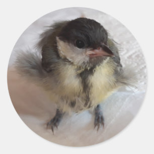 Tidi my Bird the Parus Major Classic Round Sticker