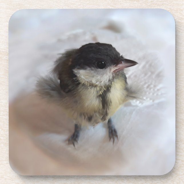 Tidi my Bird the Parus Major Coaster (Front)